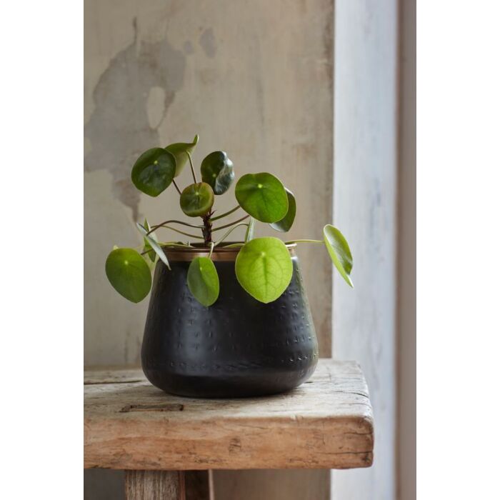 Burgon and Ball Saraha Sunset - Medium Pot